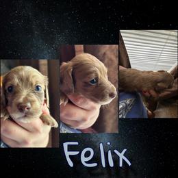 Felix - Dapple male Dachshund puppy in Brazil, Indiana from King Duke Dachshunds