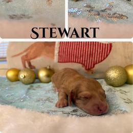 Stewart - Chocolate and cream male Dachshund puppy in Saint Paul, Minnesota from Vibrant Eyes Doxies