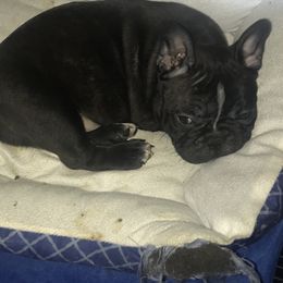 Boston Terrier, Bulldog, and French Bulldog Puppies from Tracy’s TLC Club