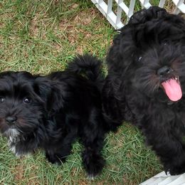 Havanese Puppies from Court Jester Havanese