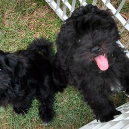 Havanese Puppies from Court Jester Havanese