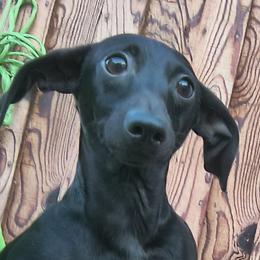 Bat - Dachshund