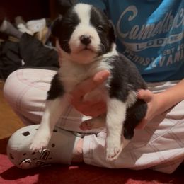 Billy - Black and white male Border Collie puppy in Jackson, New Jersey from NJ Bees BC