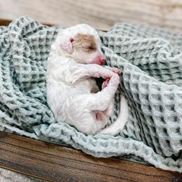 Dasher - Parti female Goldendoodle puppy in Montgomery, Texas from Dacus Doodles