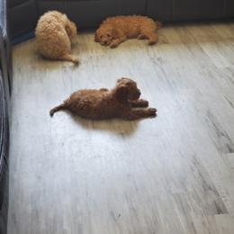 Goldendoodle Puppies from Brulee Doodles