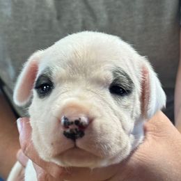 Double pirate - White female Dogo Argentino puppy in Carson, Iowa from Thompson Midwest dogos