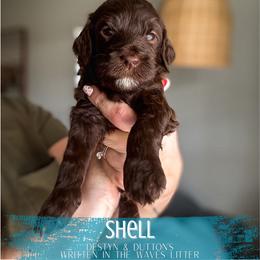 Shell - Chocolate female Goldendoodle puppy in Soddy Daisy, Tennessee from The W Doods