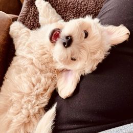 Maltipoo Puppies from Maltipoo_vegas