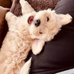 Maltipoo Puppies from Maltipoo_vegas