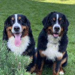 "Fall 2020 Litter" Bernese Mountain Dog All Grown Up from Encore Bernese Mountain Dogs