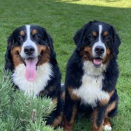 "Fall 2020 Litter" Bernese Mountain Dog All Grown Up from Encore Bernese Mountain Dogs