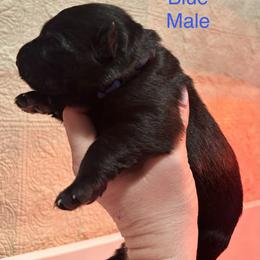Blue Male - Black male German Shepherd puppy in Puyallup, Washington from Majestic Royal German Shepherd’s
