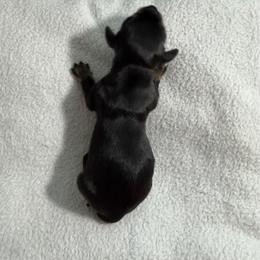 Buzz - Black and tan male Dachshund puppy in Live Oak, Florida from Johnson’s Weiner Farm