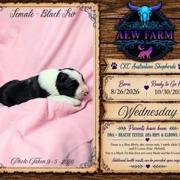 Wednesday - Black & white female Australian Shepherd puppy in Citra, Florida from AEW Farm