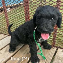 Jose' - Black male Goldendoodle puppy in Water Valley, Mississippi from Olympian Doodles