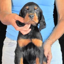 Boy 2 - male Gordon Setter puppy in Huntingtown, Maryland from Laurel Hill