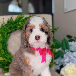 Mississippi - Merle female Bernedoodle puppy in West Jordan, Utah from Doodles Friend