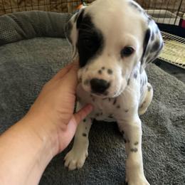 Bilbo - White and black male Dalmatian puppy in Conroe, Texas from Saint Rocco's Dalmatians