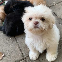 Shih Tzus from Case Inlet Shih Tzu