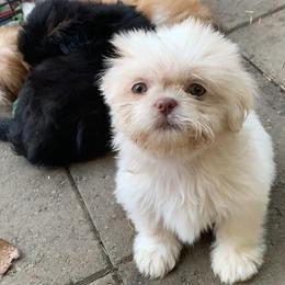 Shih Tzus from Case Inlet Shih Tzu