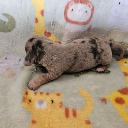 Isabella dapple male - Dapple male Dachshund puppy in New Castle, Colorado from Shaffers low riding weiners