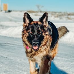 Winnie - German Shepherd