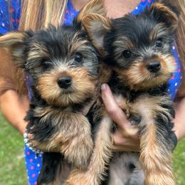 Yorkshire Terriers from Corinne's Yorkshire Terriers
