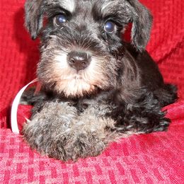 "Female Miniature Schnauzer puppy" Miniature Schnauzer Puppies from PJ's Miniature Schnauzers