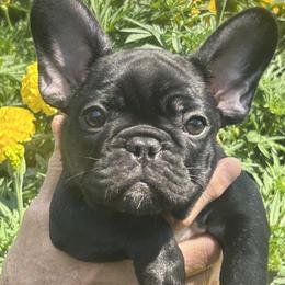 Girl 3 - female French Bulldog puppy in Charlestown, Indiana from Peche Mignon French Bulldogs
