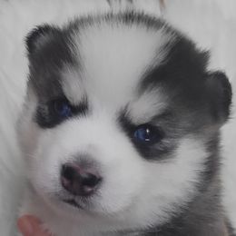 Cosmo - Gray and white Pomsky puppy in Texas from Space City Pomskies