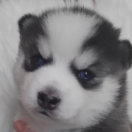 Cosmo - Gray and white Pomsky puppy in Texas from Space City Pomskies