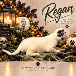 Regan - Harlequin female Great Dane puppy in Montgomery, Texas from KD Sweet Southern Danes