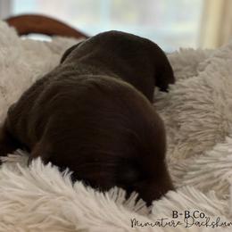 Dachshund Puppies from B+B Co Miniature Dachshunds