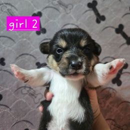 Girl 2 - Black and tan female Pembroke Welsh Corgi puppy in Necedah, Wisconsin from The 6Ks Paws and Hobbies