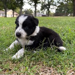 Darren - Black and white male Border Collie puppy in Chattanooga, Tennessee from Ross Vegas Kennels