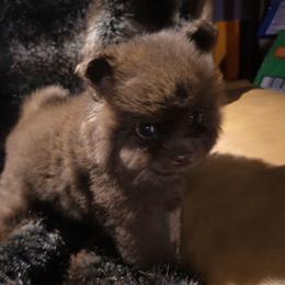 Hunninunnies buddha - Chocolate male Pomeranian puppy in Cleveland, Ohio from Hunnibunnies