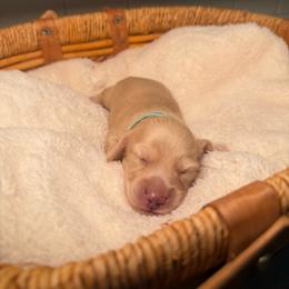 Golden State Mini Doxies in Channelview, TX