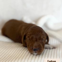 LOTUS - Red  male Goldendoodle puppy in Independence, Oregon from ANKENY DOODLES