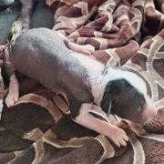 FUGGLY GIRL - Black and white female Xoloitzcuintli puppy in Shelton, Washington from Goodhart's Xoloitzcuintli's