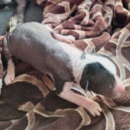 FUGGLY GIRL - Black and white female Xoloitzcuintli puppy in Shelton, Washington from Goodhart's Xoloitzcuintli's