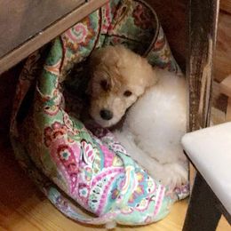 Bernedoodle and Goldendoodle Puppies from Owen Doodles