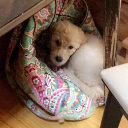 Bernedoodle and Goldendoodle Puppies from Owen Doodles