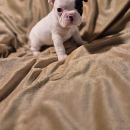 Magnolia - Black and white female French Bulldog puppy in Alexander City, Alabama from Lake Martin Fancy Frenchies