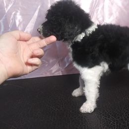 Chihuahua and Poodle Puppies from October Glory Standard Poodles