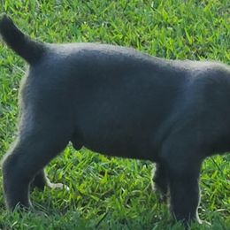 Cane Corso from C&M Cane Corso