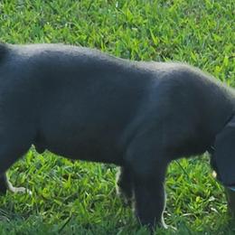 Cane Corso from C&M Cane Corso