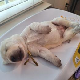 Love U - Yellow female Labrador Retriever puppy in Martinsburg, West Virginia from Fetching Labrador Retrievers