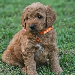 Nutella- Orange Collar - Red  male Goldendoodle puppy in Bonham, Texas from Happy Valley Puppies