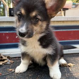 Winnie of Transylvania - Black and tan female American Corgi puppy in Grants Pass, Oregon from KnR Antler Dogs ~ Labrador Retrievers & Corgis