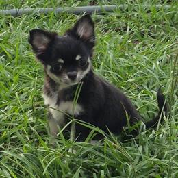 Chihuahua Puppies from Angelique Dalley